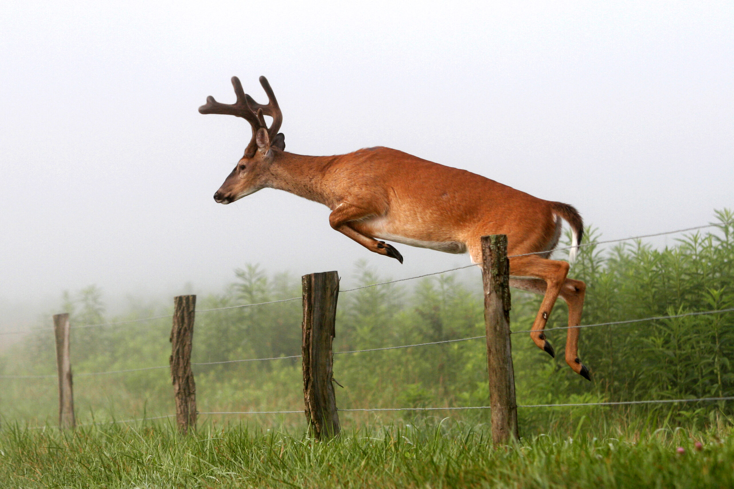 deer jumping